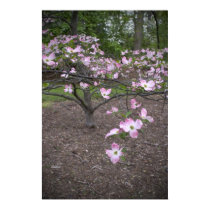 Pink Dogwood posters by captainifr Pink Dogwood posters