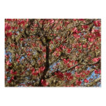 Pink Dogwood Tree and Branch in Bloom Business Card Templates