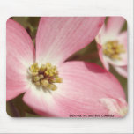 Pink Dogwoods