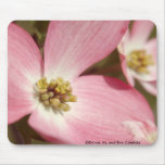 Pink Dogwoods