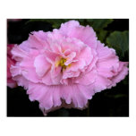 flowers, flora, begonia, pink, watercolor,