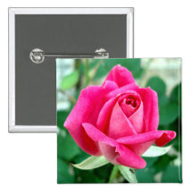 Pink Double Knockout Rose