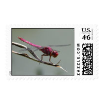 Pink Dragonfly postage