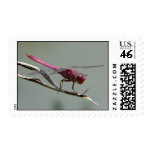 Pink Dragonfly Stamps