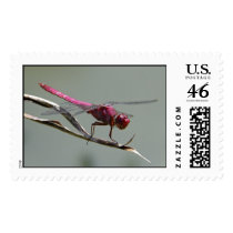 Pink Dragonfly postage