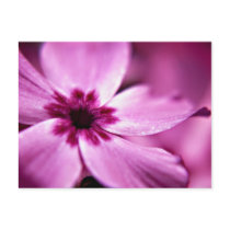 Pink Dwarf Phlox flower art postcard postcards
