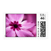 Pink Dwarf Phlox flower postage stamps stamps
