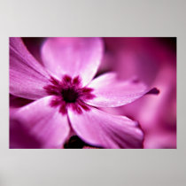 Pink Dwarf Phlox flower print posters