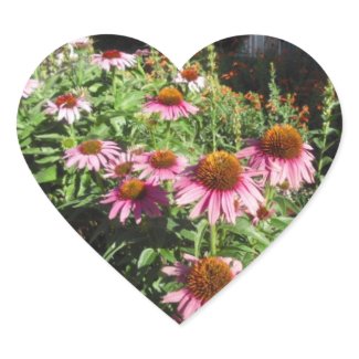 Pink Echinacea Sticker sticker