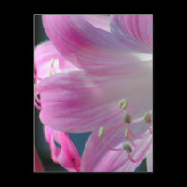 Pink Embrace Macro Flower Postcard by webgrrl Pink Embrace Macro Flower Postcard