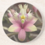 Pink Epidendrum Orchid Coaster coasters