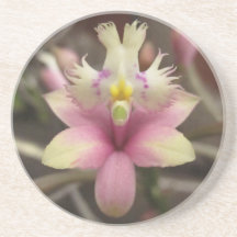 Pink Epidendrum Orchid Coaster