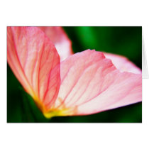 Pink Evening Primrose cards