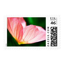 Pink Evening Primrose postage