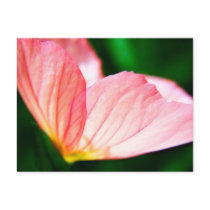 Pink Evening Primrose postcards