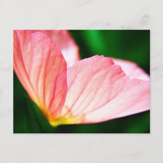 Pink Evening Primrose postcard
