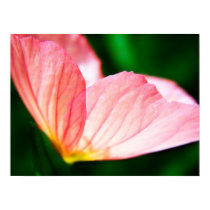 Pink Evening Primrose Poster posters