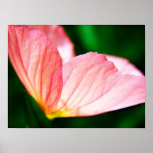 Pink Evening Primrose Poster
