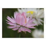 Pink Everlasting Daisy Card