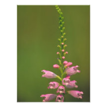 Pink False Dragonhead Flower Photo
