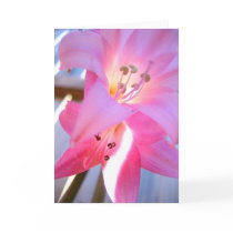 Pink February Greeting Card by roshiweb Pink February Greeting Card