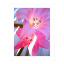 Pink February posters
