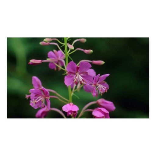 Pink Fireweed flowers Business Card Templates (back side)