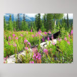 Pink Fireweed Flowers, Matanuska Valley, Alaska Posters