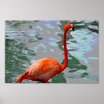 Pink Flamingo 1 Poster