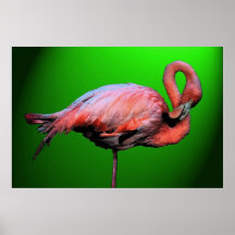 Pink Flamingo 36 x 24 Poster