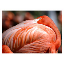 Pink Flamingo - ACEO 9 profilecard