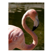 pink flamingo bird post card