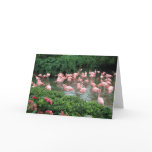 Pink Flamingo Card