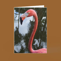 Pink Flamingo cards by moonrisings Pink Flamingo cards