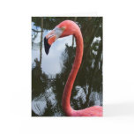 Pink Flamingo cards