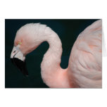 Pink Flamingo Card