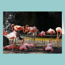 Pink Flamingo cards