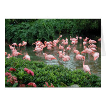 Pink Flamingo Card