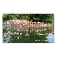 pink flamingo flock business card