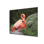 Pink Flamingo Gallery Wrapped Canvas