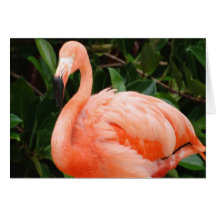 Pink Flamingo  Greeting Card