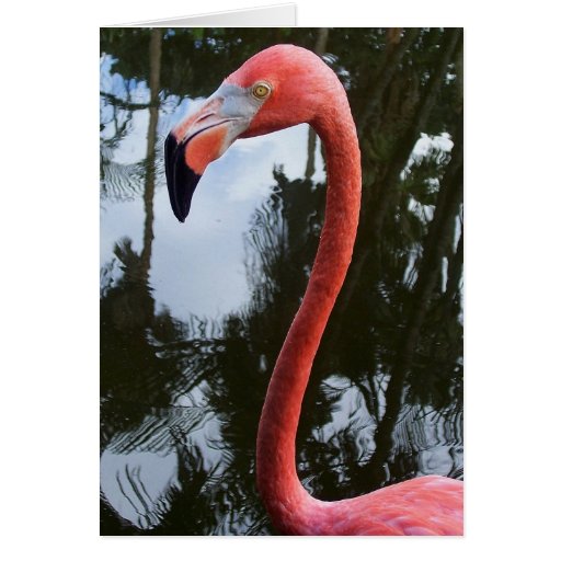 Pink Flamingo Greeting Cards