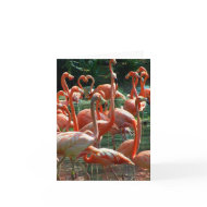 Pink Flamingo group, lots of flamingoes picture! card