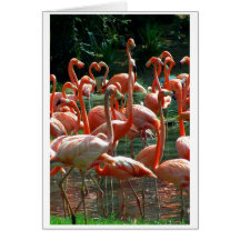 Pink Flamingo group, lots of flamingoes picture! Cards
