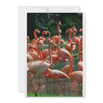 Pink Flamingo group, lots of flamingoes picture! Personalized Announcement