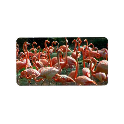flamingo group