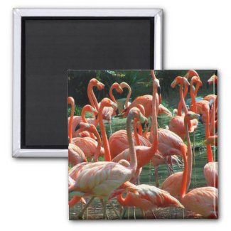 Pink Flamingo group, lots of flamingoes picture! magnet