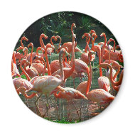 Pink Flamingo group, lots of flamingoes picture! magnet