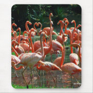 Pink Flamingo group, lots of flamingoes picture! mousepad