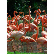 Pink Flamingo group, lots of flamingoes picture! Acrylic Cut Out